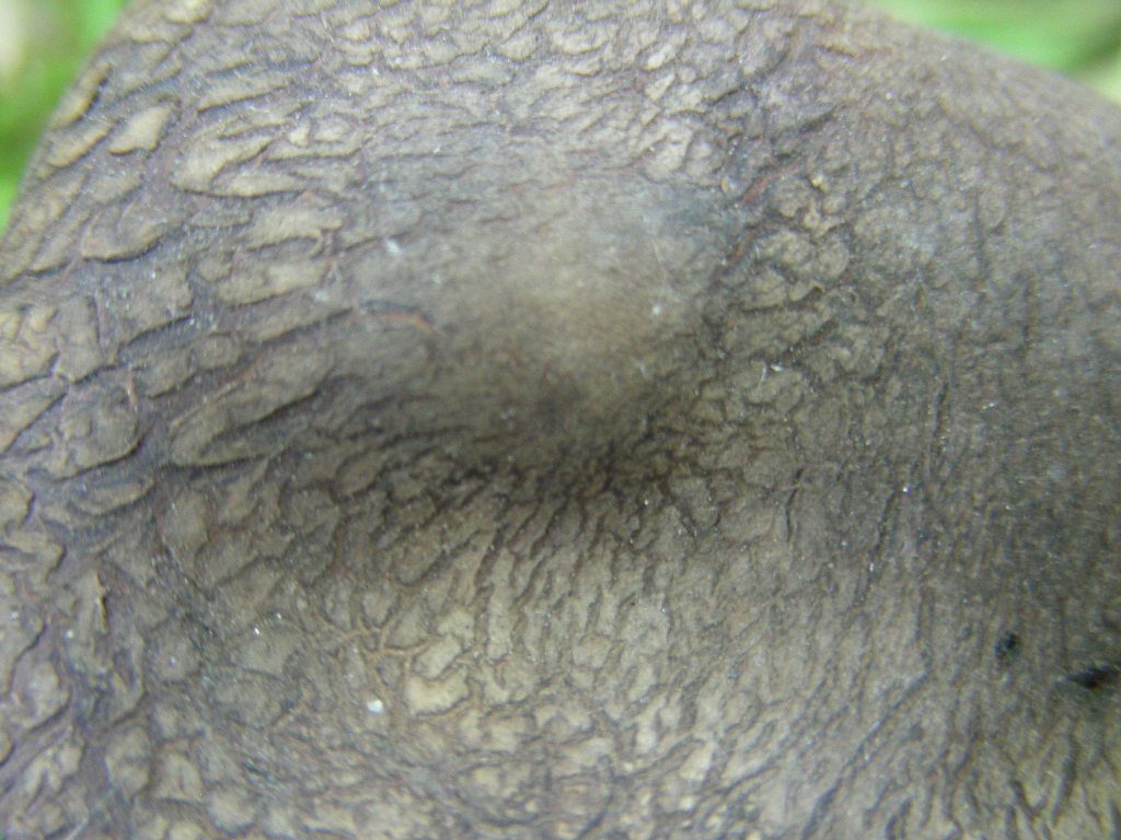 Scleroderma cepa ?